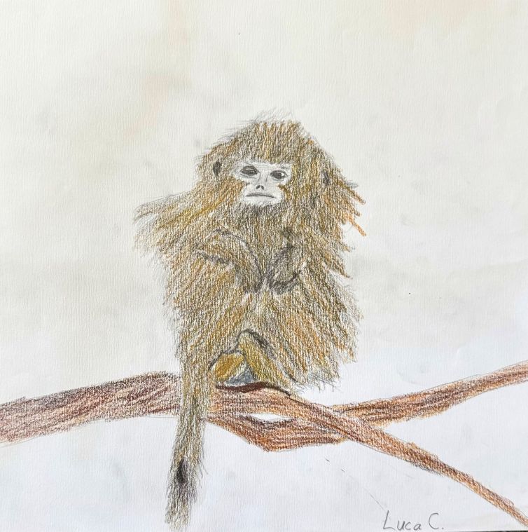 A. Luca_s_BEFORE - first_monkey_oil_pastel_drawing