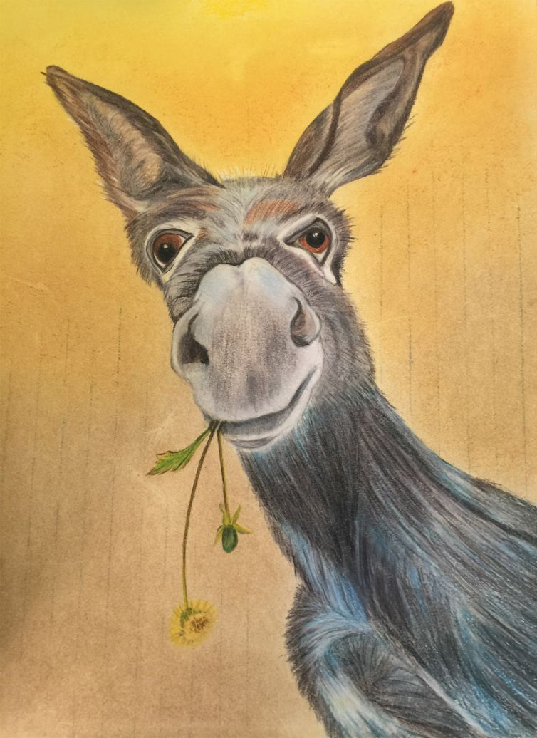 5. Alice_s_Detail_of donkey_colored_pencil_